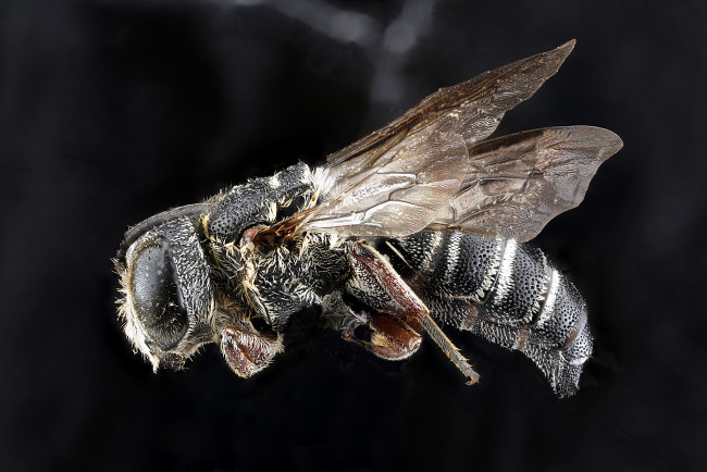 Обои картинки фото животные, пчелы,  осы,  шмели, макросъемка, насекомое