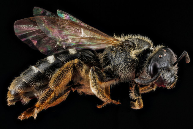 Обои картинки фото животные, пчелы,  осы,  шмели, макросъемка, насекомое