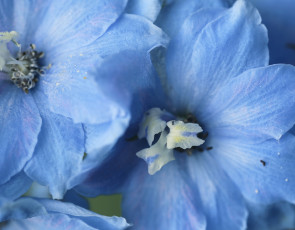 обоя цветы, дельфиниум