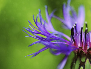 Картинка цветы макро фон цветок