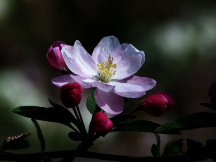 Картинка цветы цветущие+деревья+ +кустарники цветок лепестки ветка фон яблоня