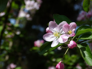 Картинка цветы цветущие+деревья+ +кустарники цветок лепестки ветка фон яблоня