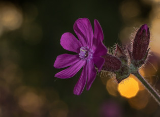 Картинка цветы луговые+ полевые +цветы боке цветок