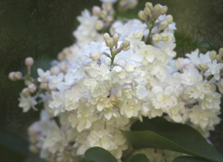 Картинка цветы сирень