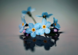 Картинка цветы незабудки фон макро