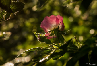 Картинка цветы шиповник красная бутон роза