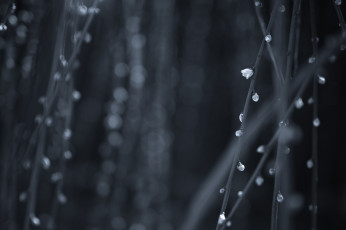 Картинка цветы цветущие+деревья+ +кустарники цветочки макро веточки