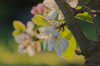 Картинка цветы цветущие+деревья+ +кустарники цветение яблоня весна