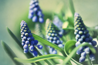 Картинка цветы гиацинты весна фон