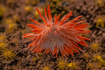 Картинка цветы хризантемы хризантема