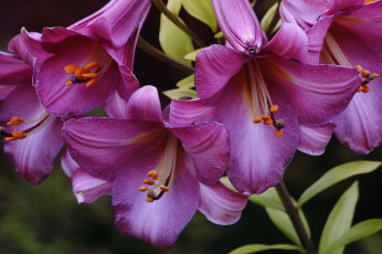 Картинка цветы лилии +лилейники розовые