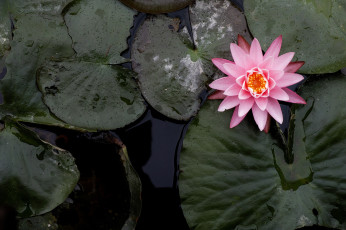 Картинка цветы лилии+водяные +нимфеи +кувшинки лилия цветок листья