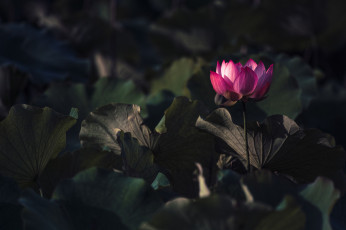 Картинка цветы лотосы цветок листья лотос