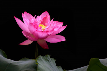 Картинка цветы лотосы фон лепестки бутон