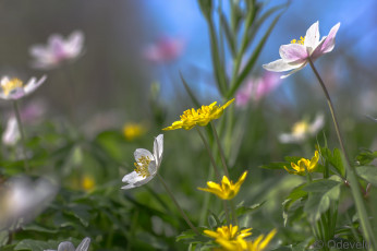 Картинка цветы луговые+ полевые +цветы луг