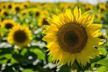 Картинка цветы подсолнухи подсолнух