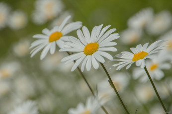 Картинка цветы ромашки