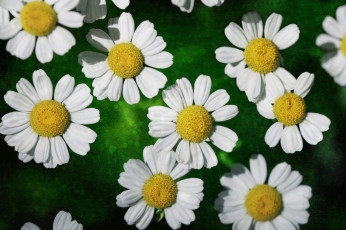 Картинка цветы ромашки