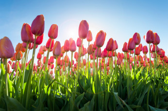 Картинка цветы тюльпаны плантация