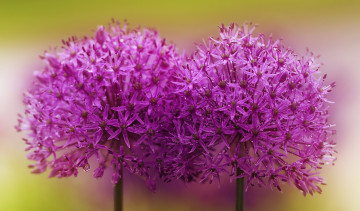 Картинка цветы аллиум+ декоративный+лук роса макро декоративный лук