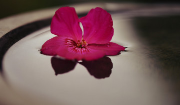 Картинка цветы фон цветок красный