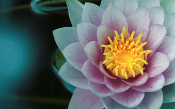 Картинка цветы лилии+водяные +нимфеи +кувшинки лилия цветок