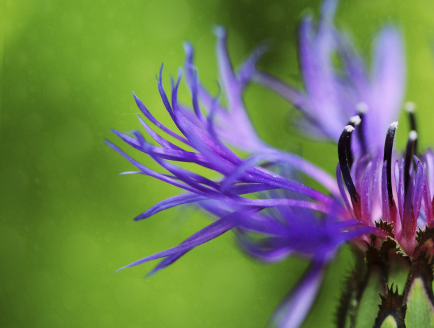 Обои картинки фото цветы, макро, фон, цветок