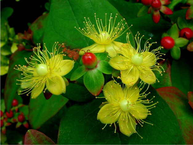 Обои картинки фото цветы, лепестки, фон