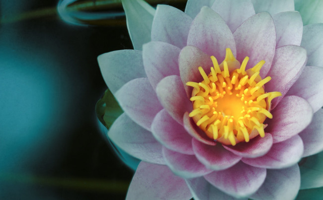 Обои картинки фото цветы, лилии водяные,  нимфеи,  кувшинки, лилия, цветок