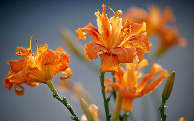 Обои картинки фото цветы, лилии,  лилейники, лилейник