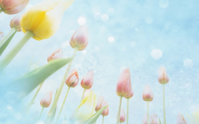 Обои картинки фото цветы, тюльпаны, бутоны