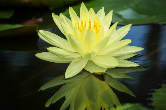 Обои картинки фото цветы, лилии водяные,  нимфеи,  кувшинки, желтая, отражение, вода, водяная, лилия, нимфея