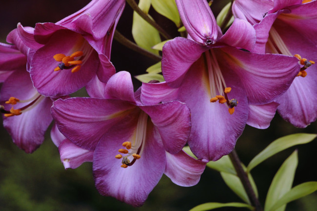 Обои картинки фото цветы, лилии,  лилейники, розовые