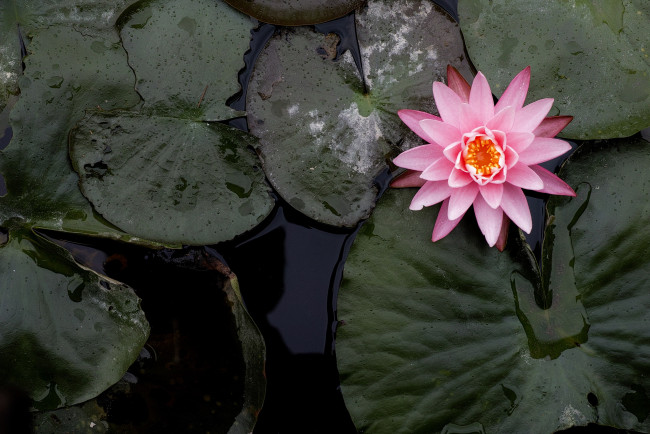 Обои картинки фото цветы, лилии водяные,  нимфеи,  кувшинки, лилия, цветок, листья