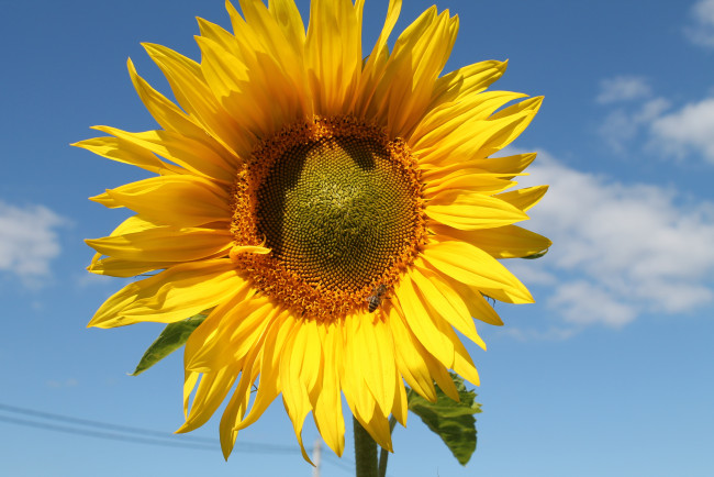 Обои картинки фото цветы, подсолнухи, фон, лепестки