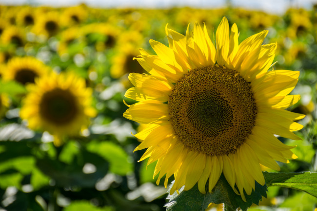 Обои картинки фото цветы, подсолнухи, подсолнух