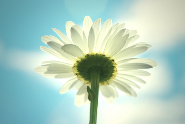 Обои картинки фото цветы, ромашки, ромашка, небо