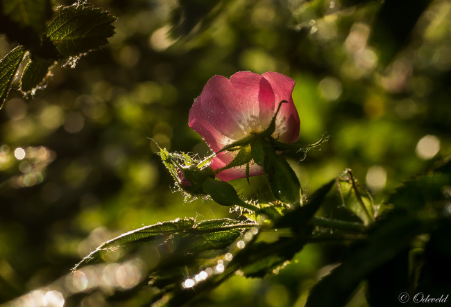 Обои картинки фото цветы, шиповник, красная, бутон, роза