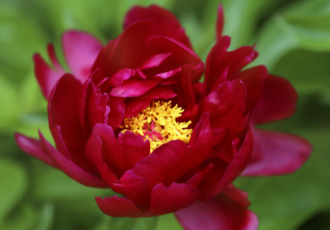 Обои картинки фото цветы, пионы, пион