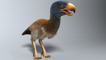 Картинка 3д+графика животные+ animals птица