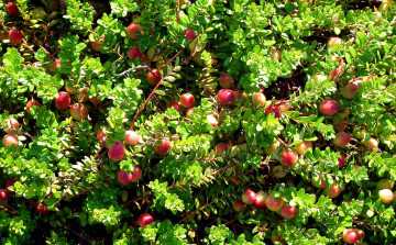 Картинка природа Ягоды клюква