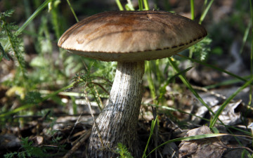 Картинка природа грибы подберезовик