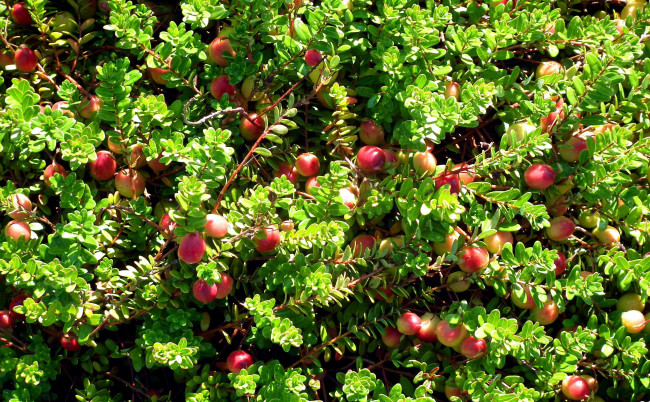 Обои картинки фото природа, Ягоды, клюква