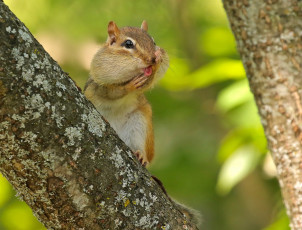 Картинка животные бурундуки бурундук грызун дерево
