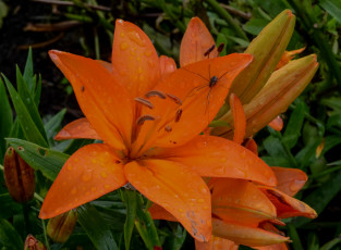 Картинка цветы лилии +лилейники розовая цветки ветка цветение тычинки лепестки