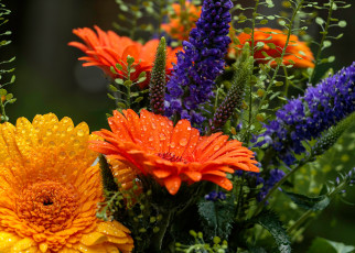 Картинка цветы букеты +композиции букет вероника герберы