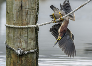 Картинка животные цапли +выпи выпь