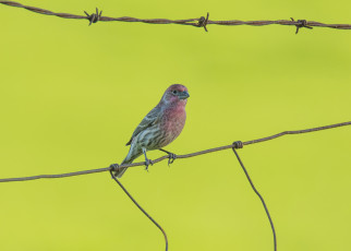 обоя животные, сизоворонки , ракши, птица