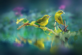 Картинка животные белоглазки природа парочка белоглазка белый глаз птички птицы мира вода листья ветка