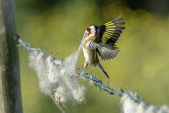 Картинка животные птицы птичка